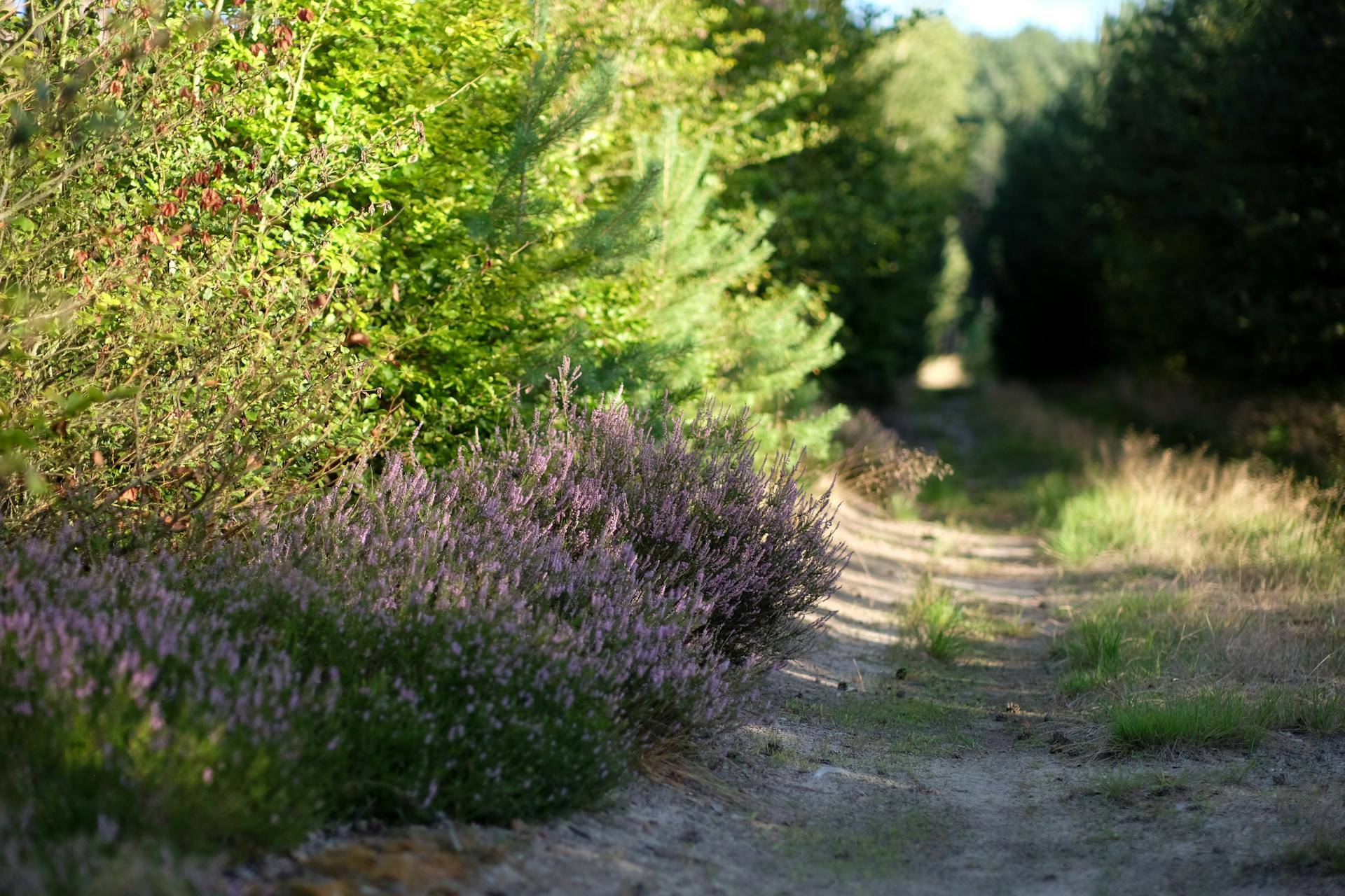 Adder bites in dogs - what UK walkers need to know