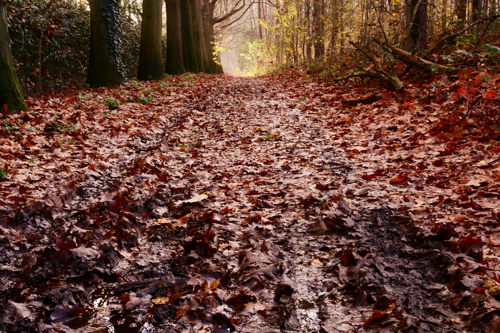 Alabama rot in dogs - a calm and accurate guide for UK walkers