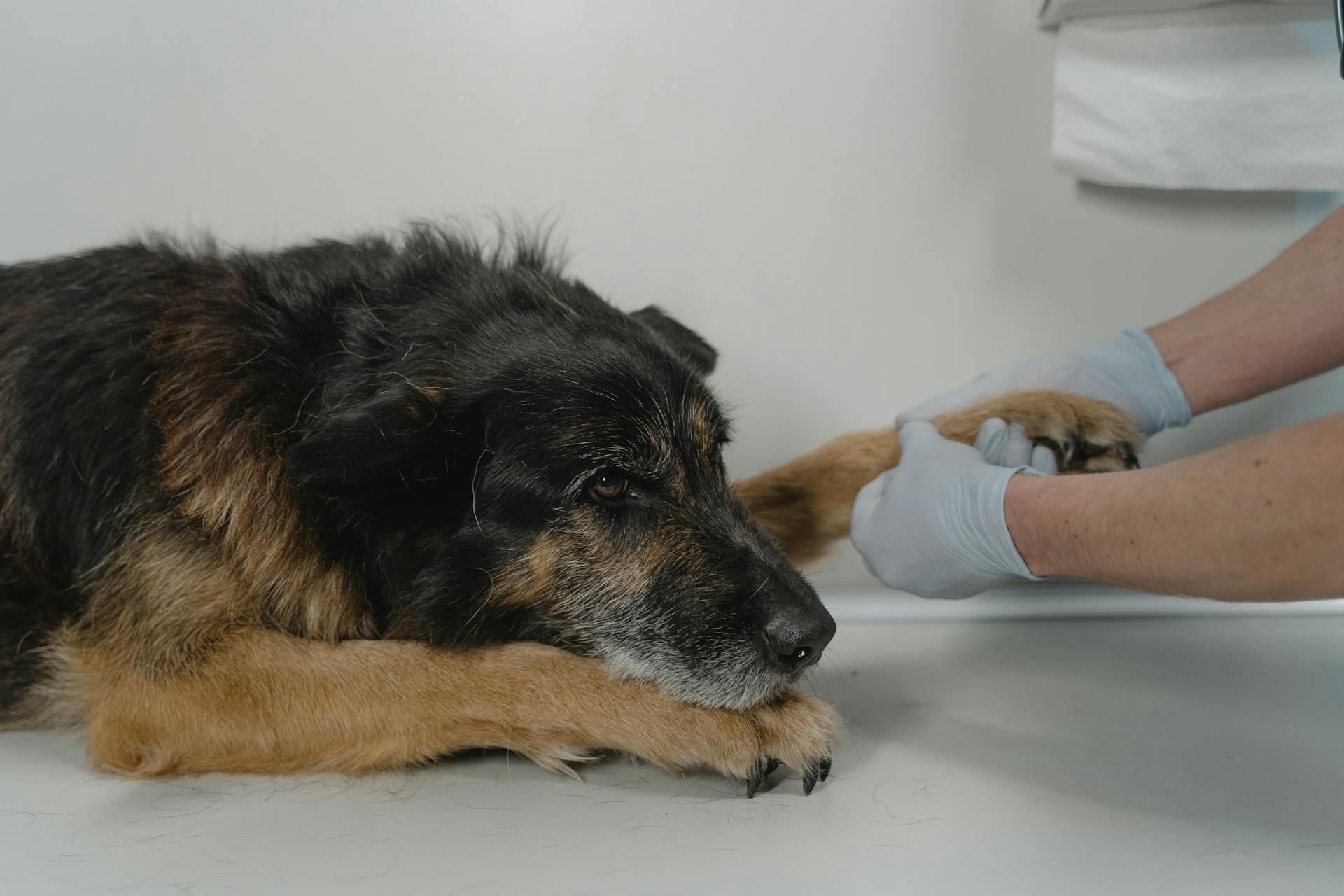 An unexplained skin lesion on a dog&rsquo;s lower leg - the first sign of Alabama rot