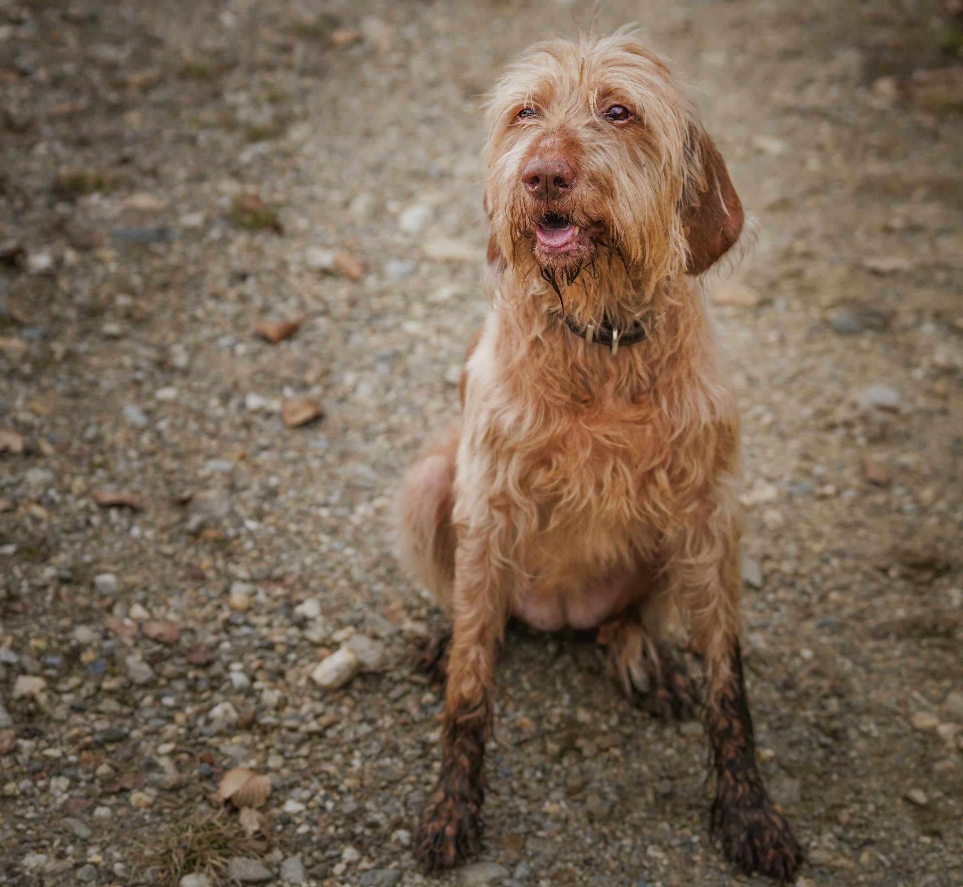 A muddy woodland path in winter - the conditions most associated with Alabama rot cases