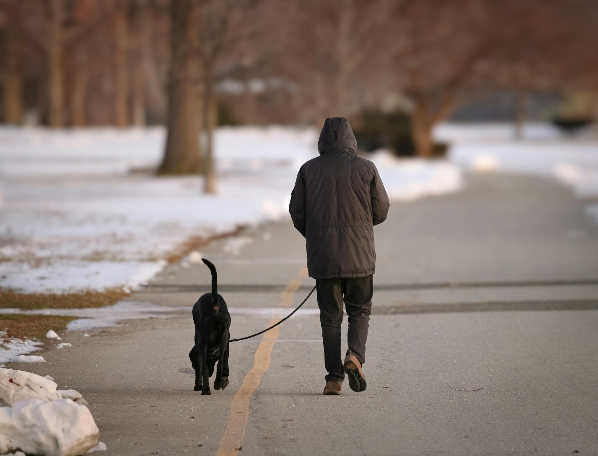A dog investigating near a parked car - a moment to watch carefully in cold weather