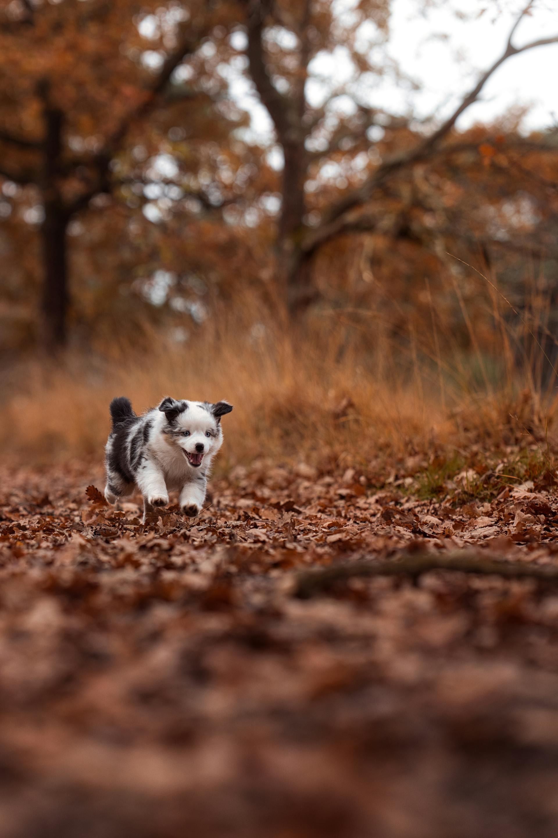 Autumn dog walks in the UK - what to watch for this season
