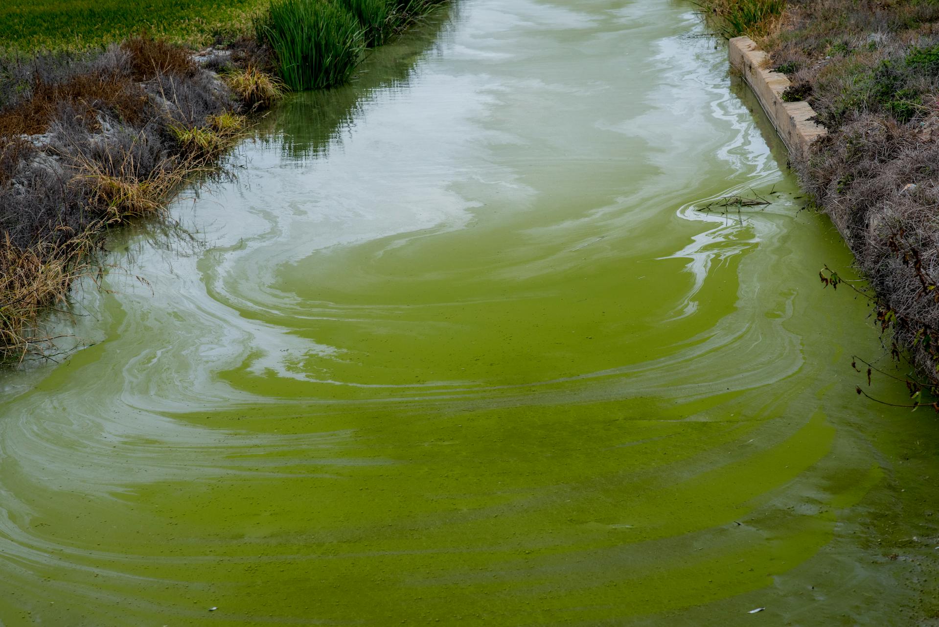 Blue-green algae bloom on a lake surface - what to look for before letting your dog swim