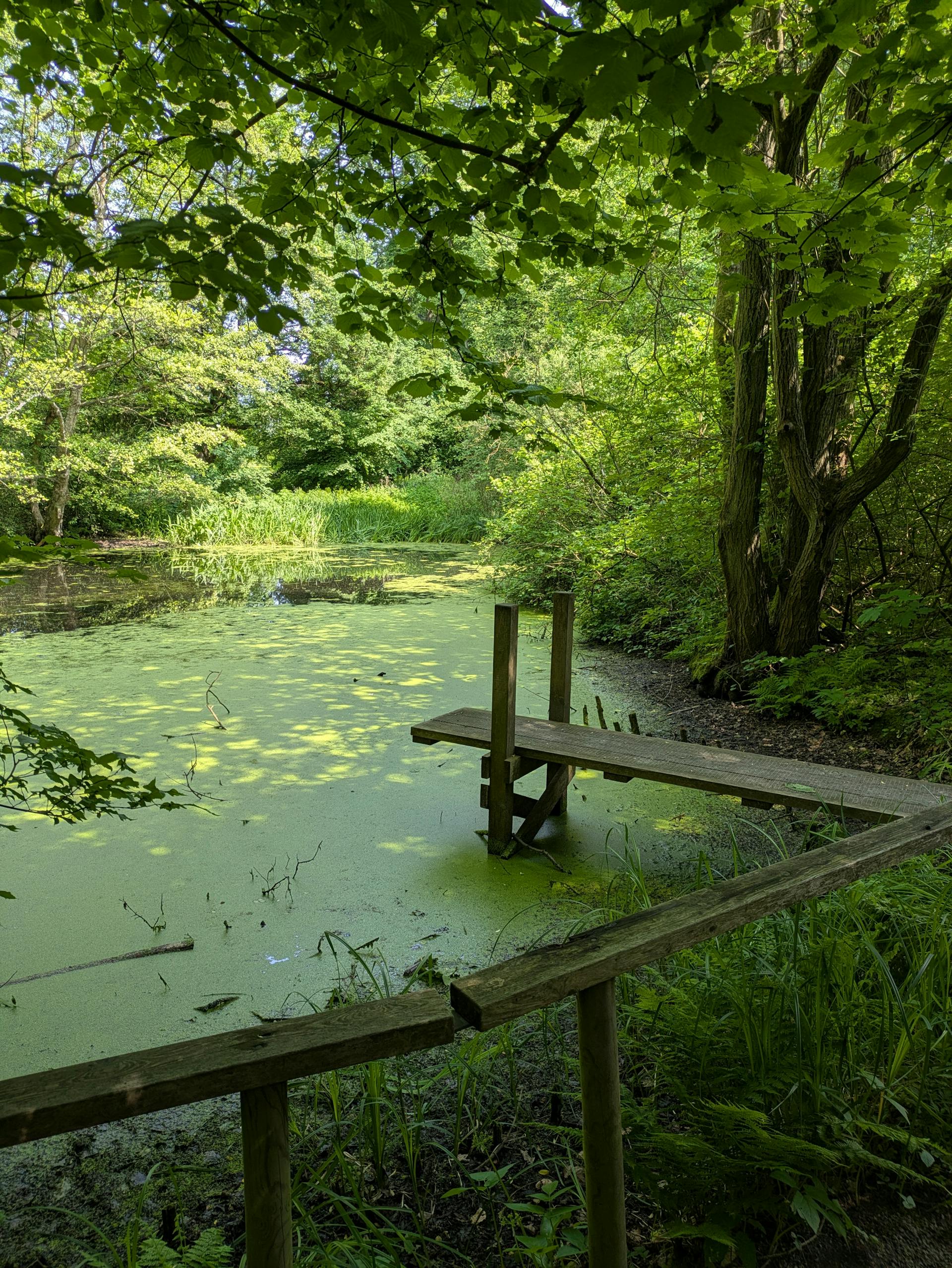 A blue-green algae warning sign posted at a waterway