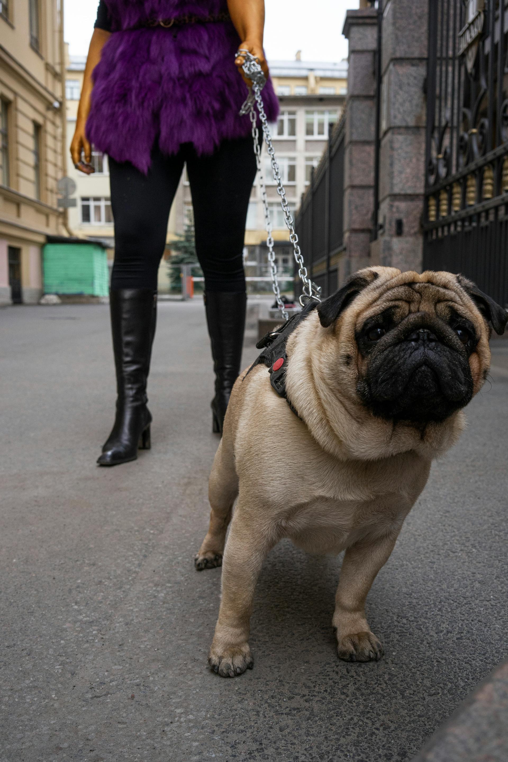 Walking flat-faced dogs - a guide for brachycephalic breed owners
