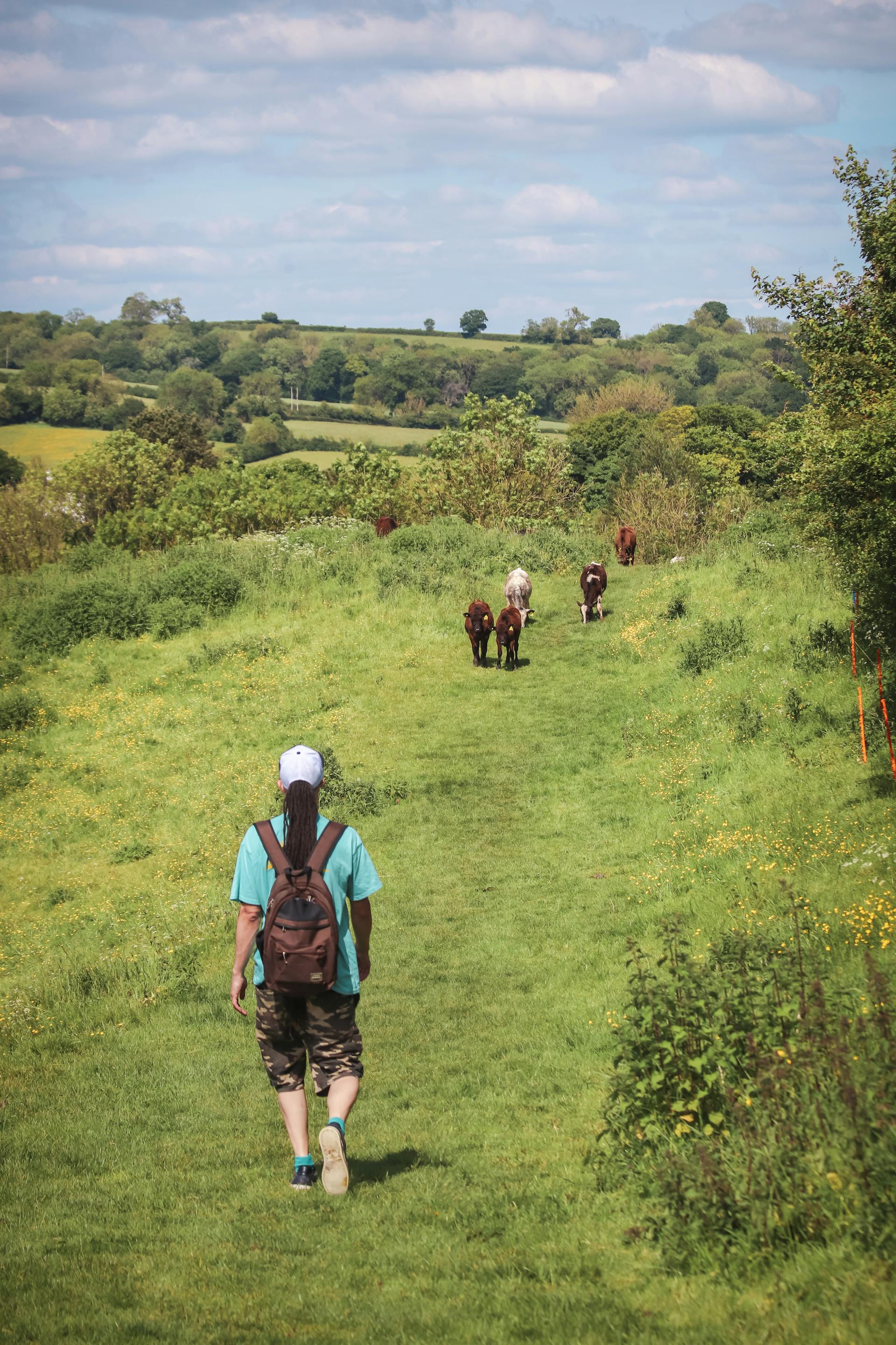 A public footpath running through a cattle field - stop and assess before entering