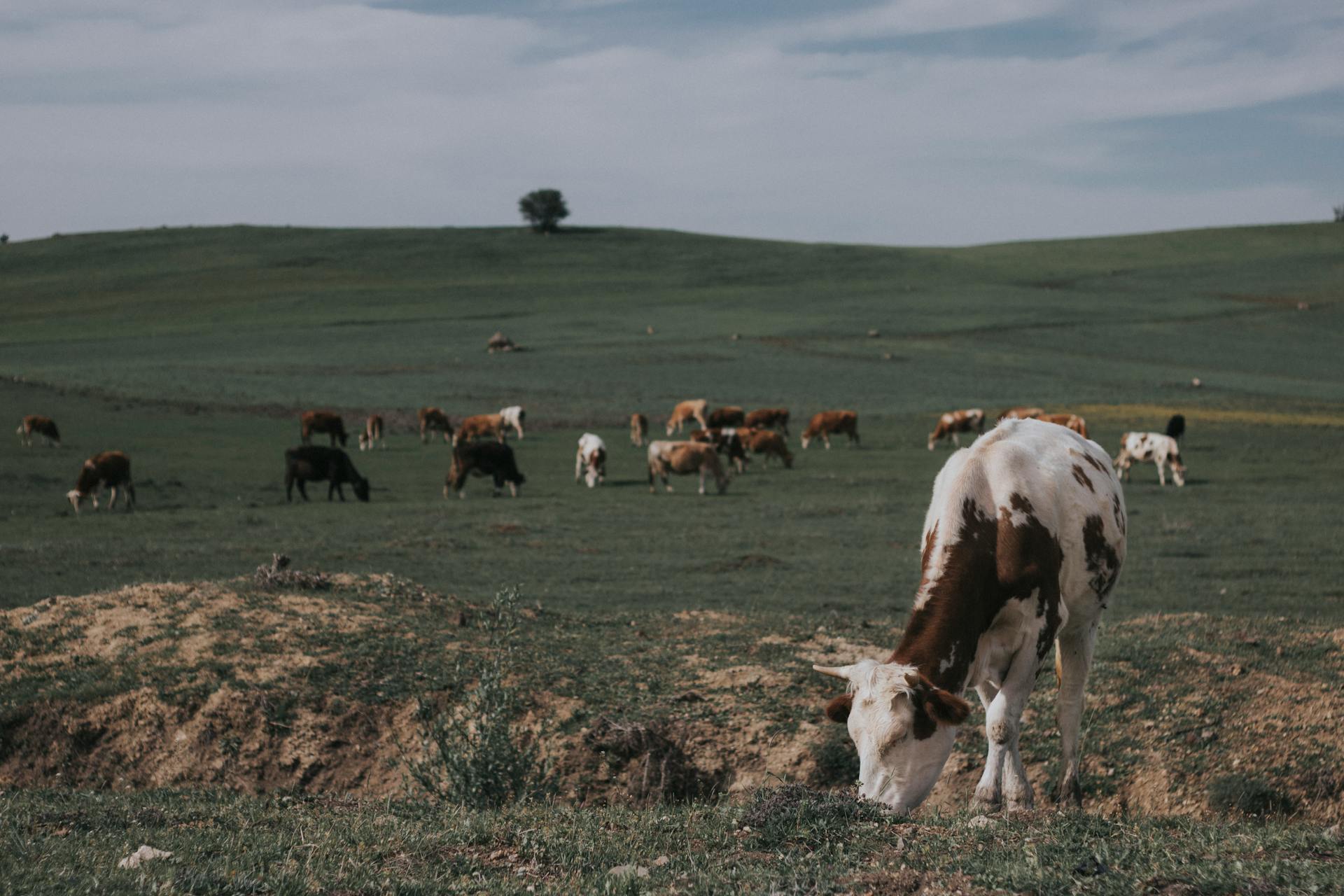 Walking near cattle with your dog - how to stay safe