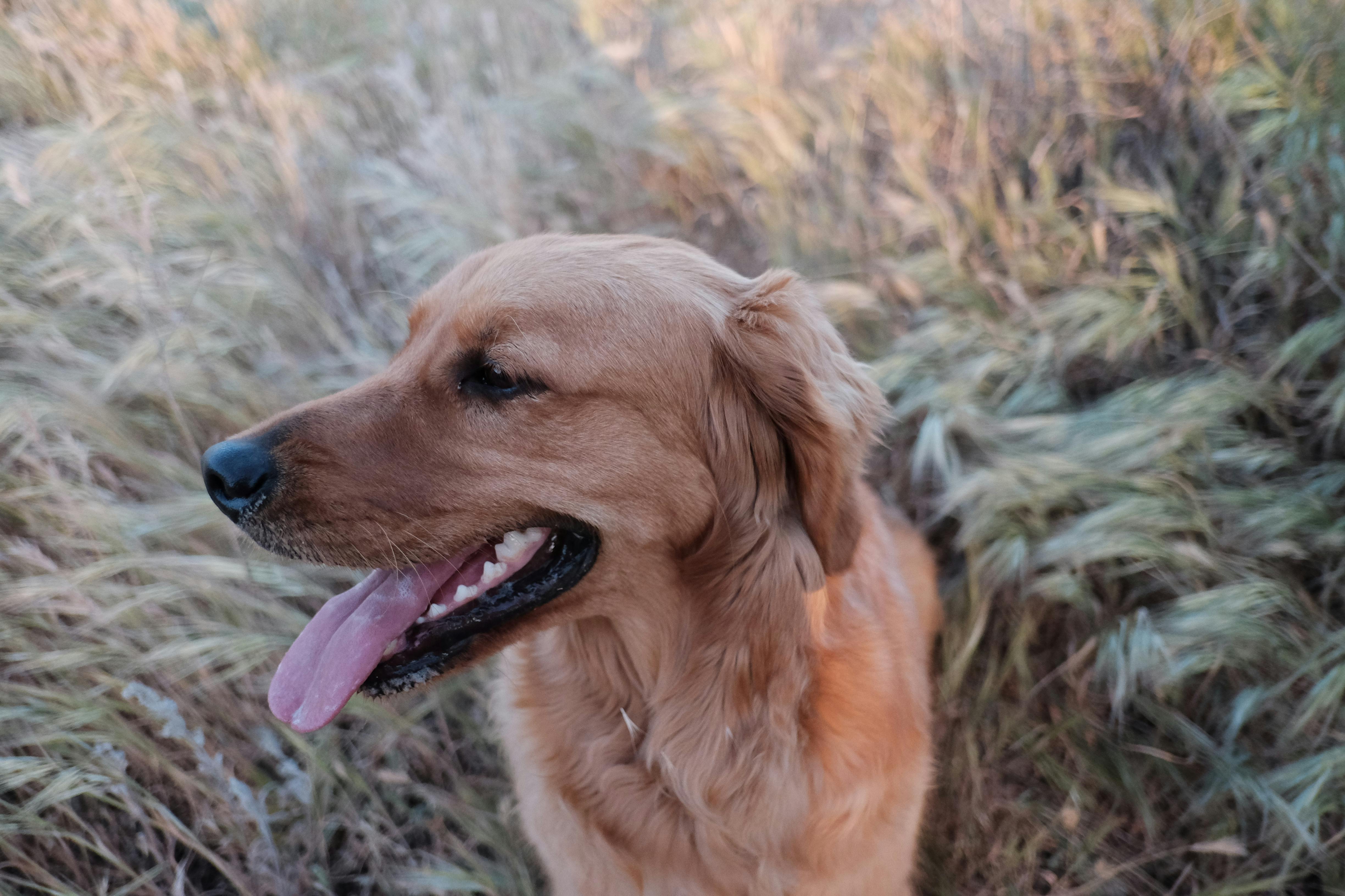 Dog walking near long grass in summer