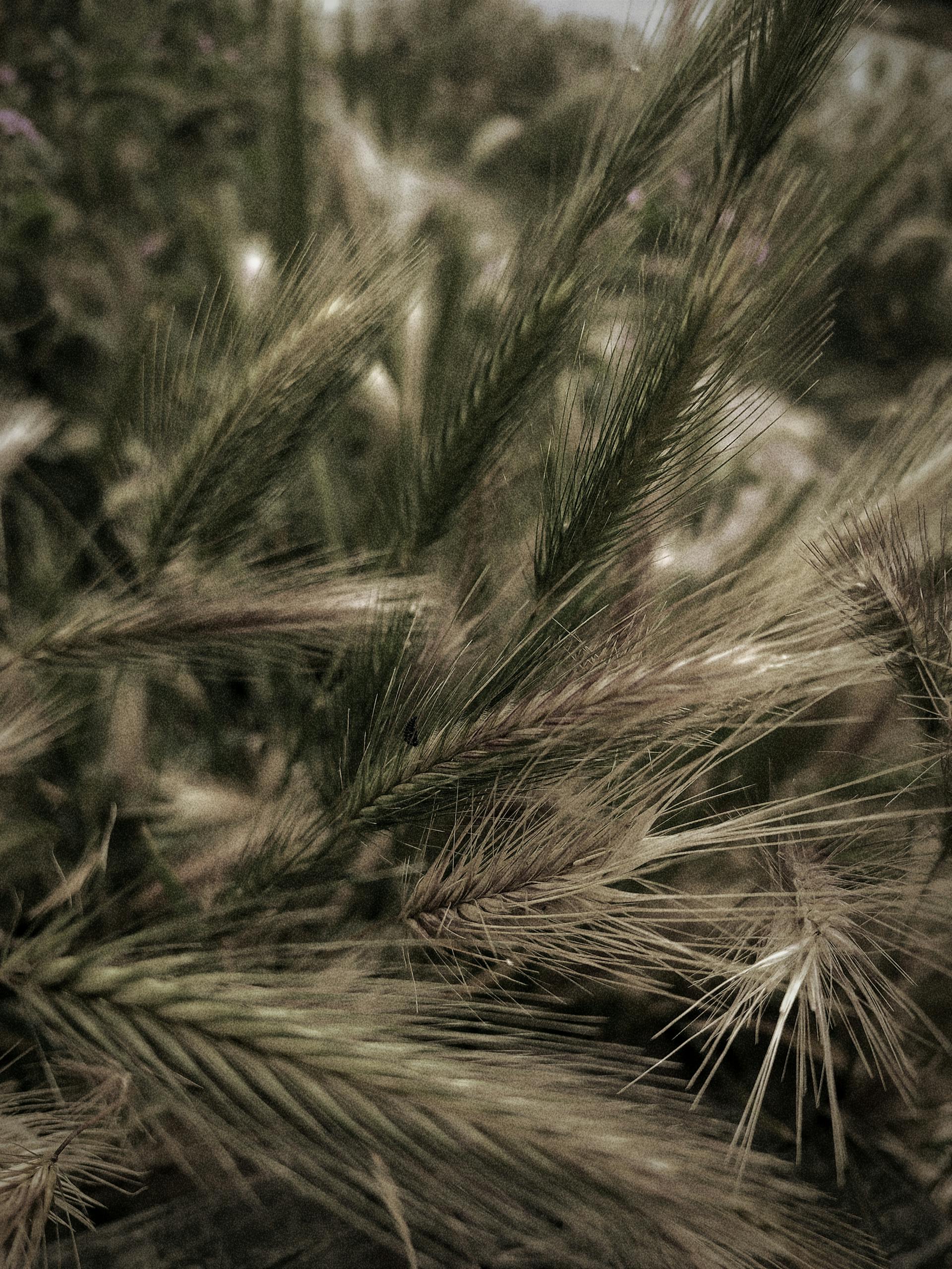 Grass seeds and dogs - what every UK owner needs to know