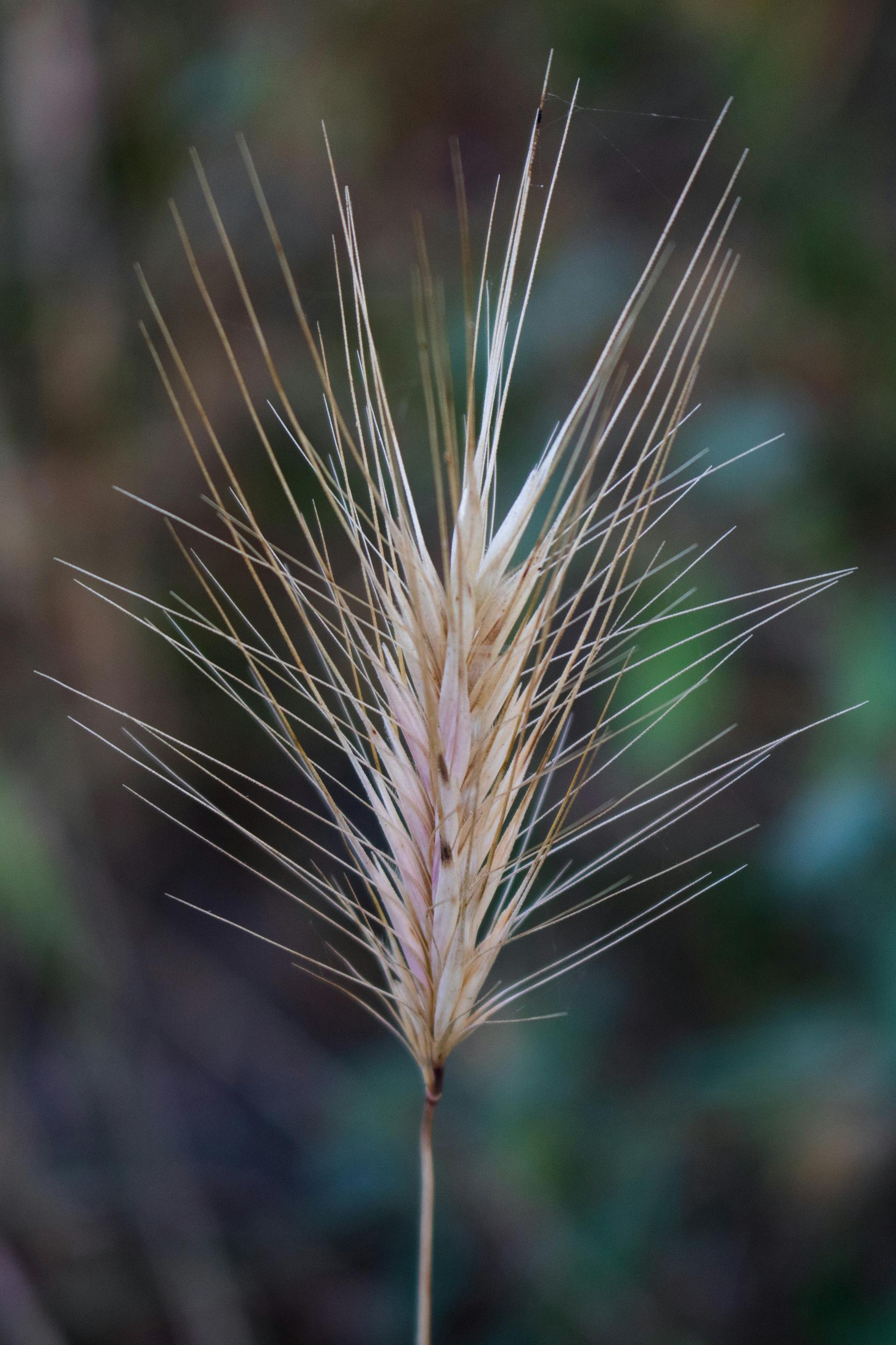 Grass seed awn close-up - what to look for on your dog’s coat