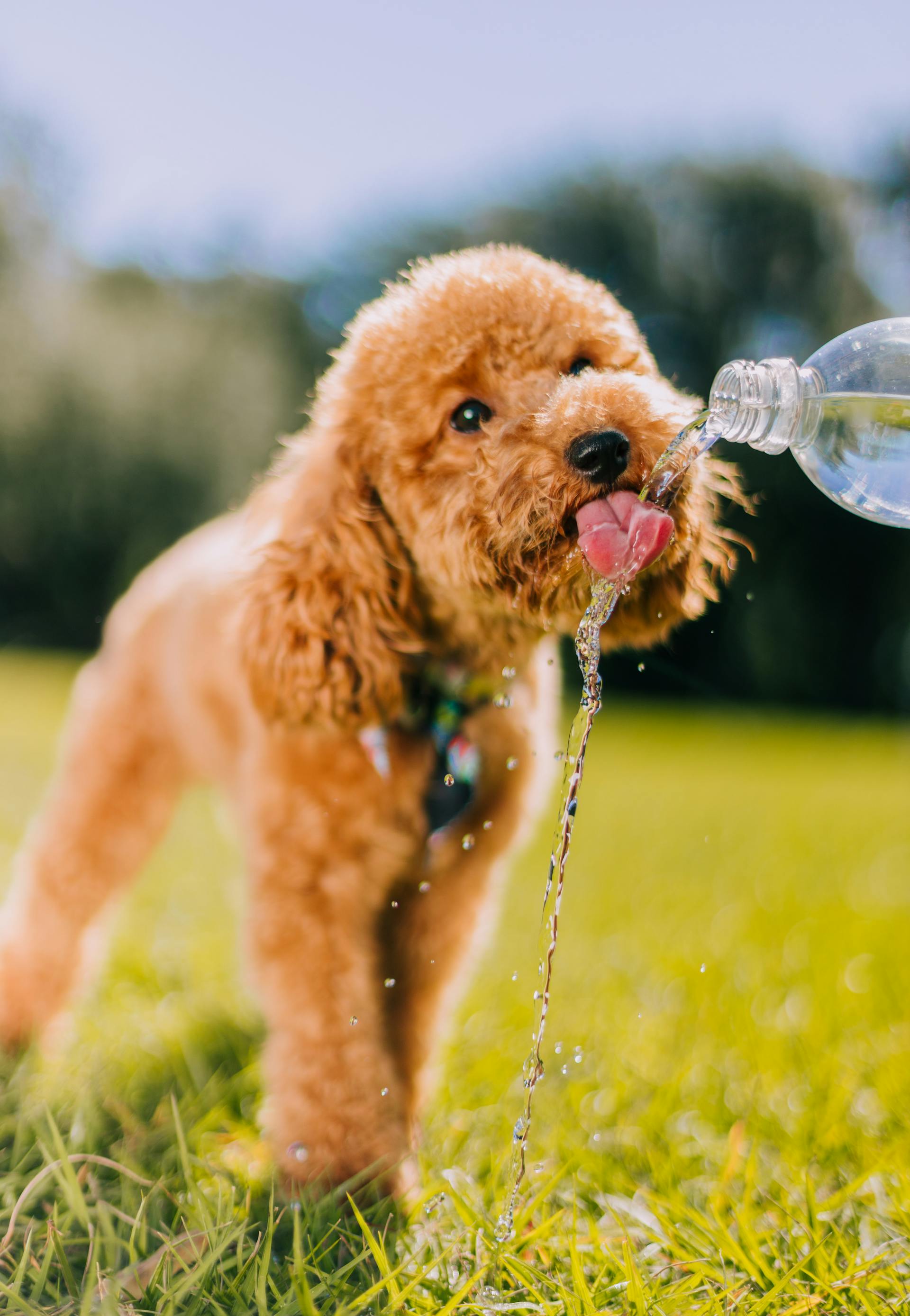 Heatstroke in dogs - walking safely in hot weather
