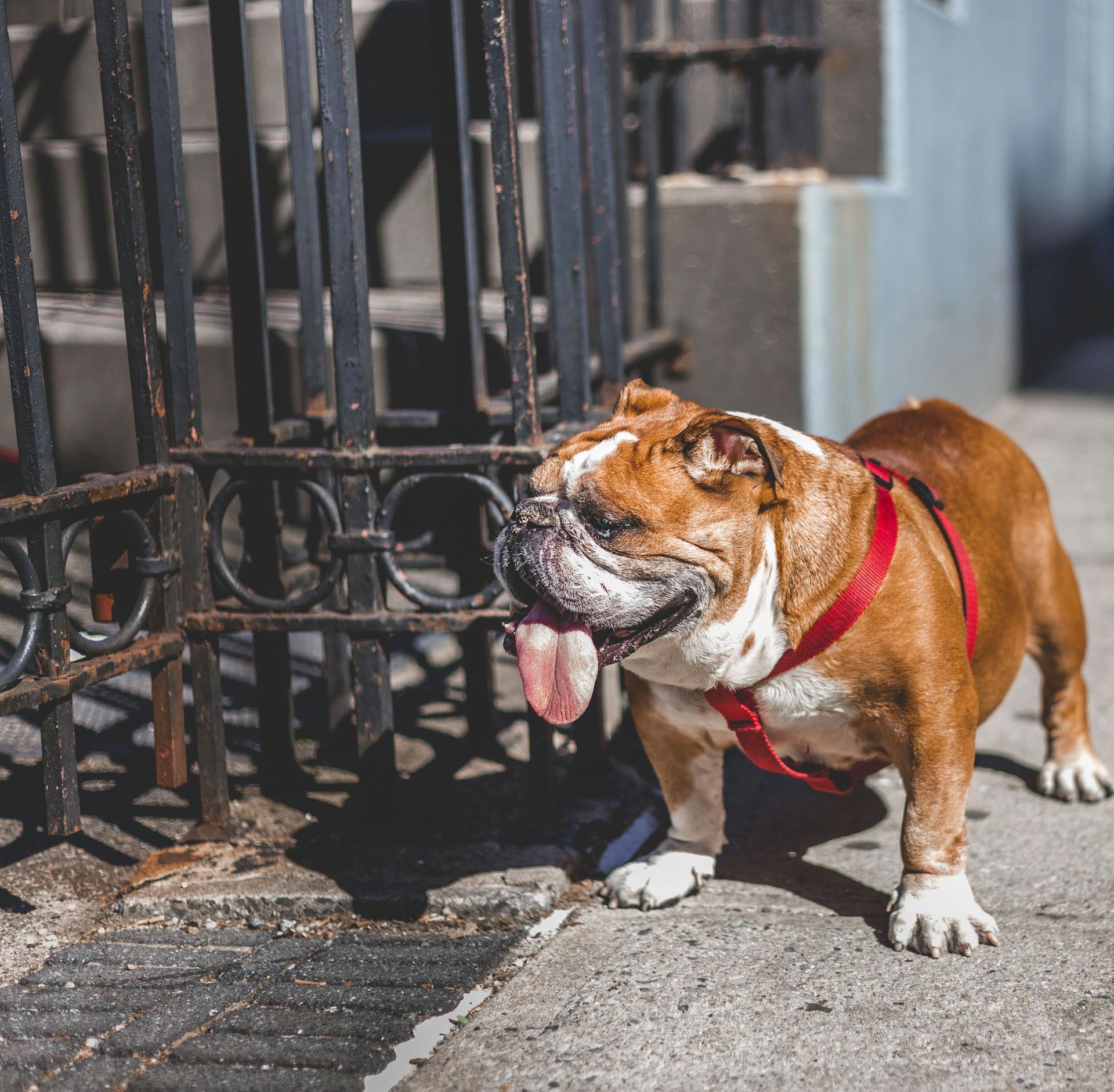 A dog panting heavily in warm weather - an early warning sign of overheating