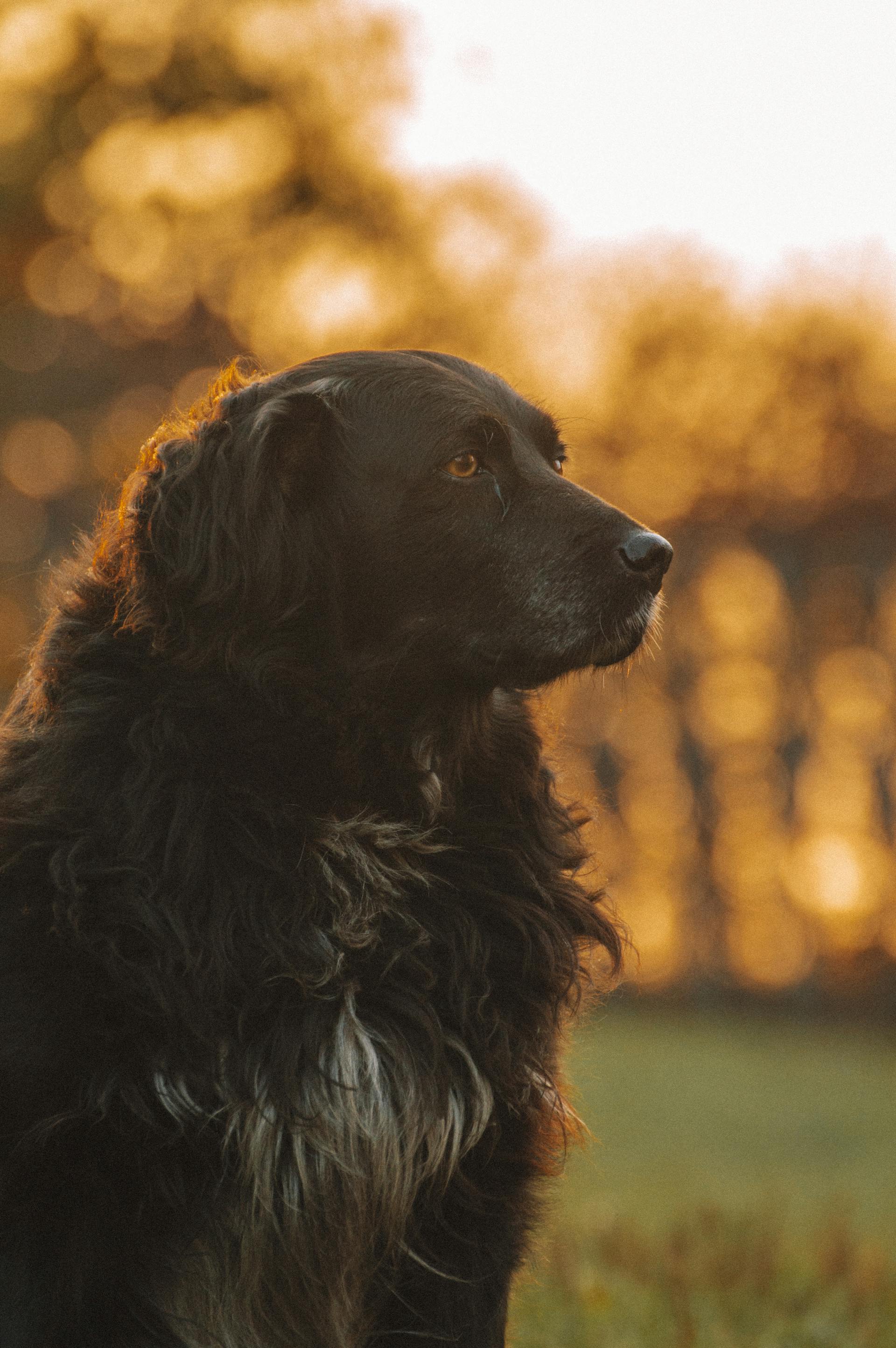 Walking with a senior dog - a practical guide for UK owners