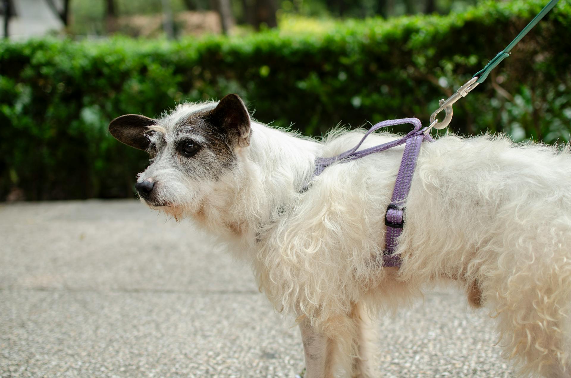 An older dog walking steadily on a lead - the right pace for a senior dog