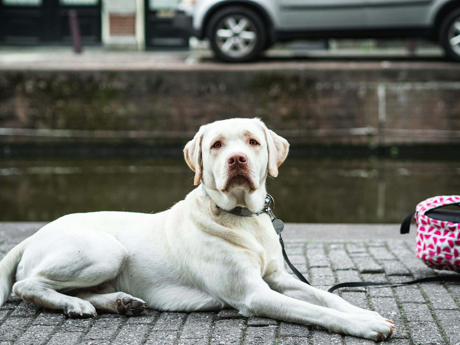 A dog resting on a walk - if they stop, let them rest