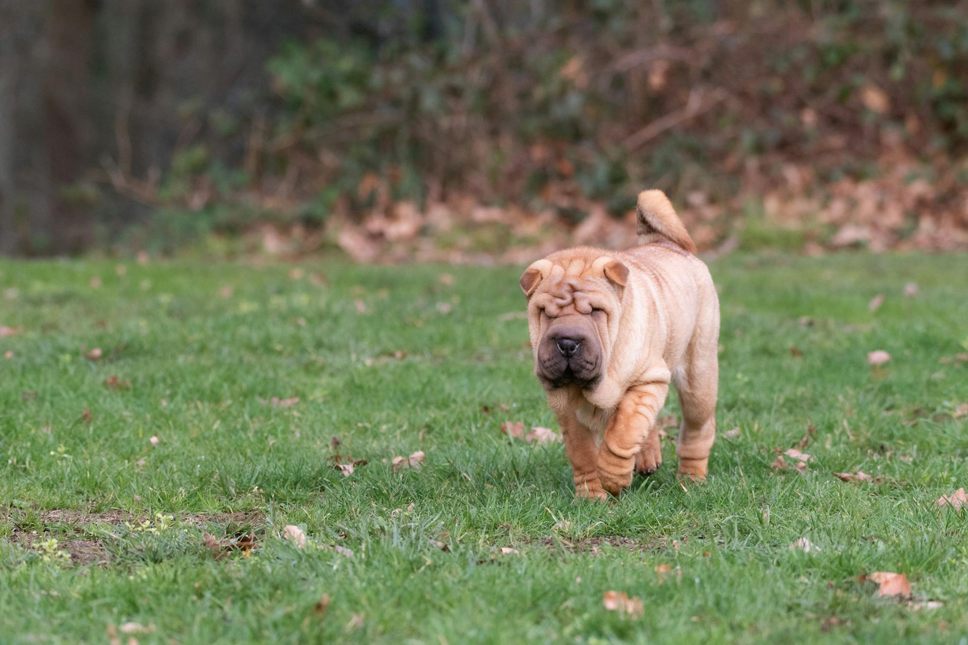 Shar Pei fever and SPAID - a practical guide for owners
