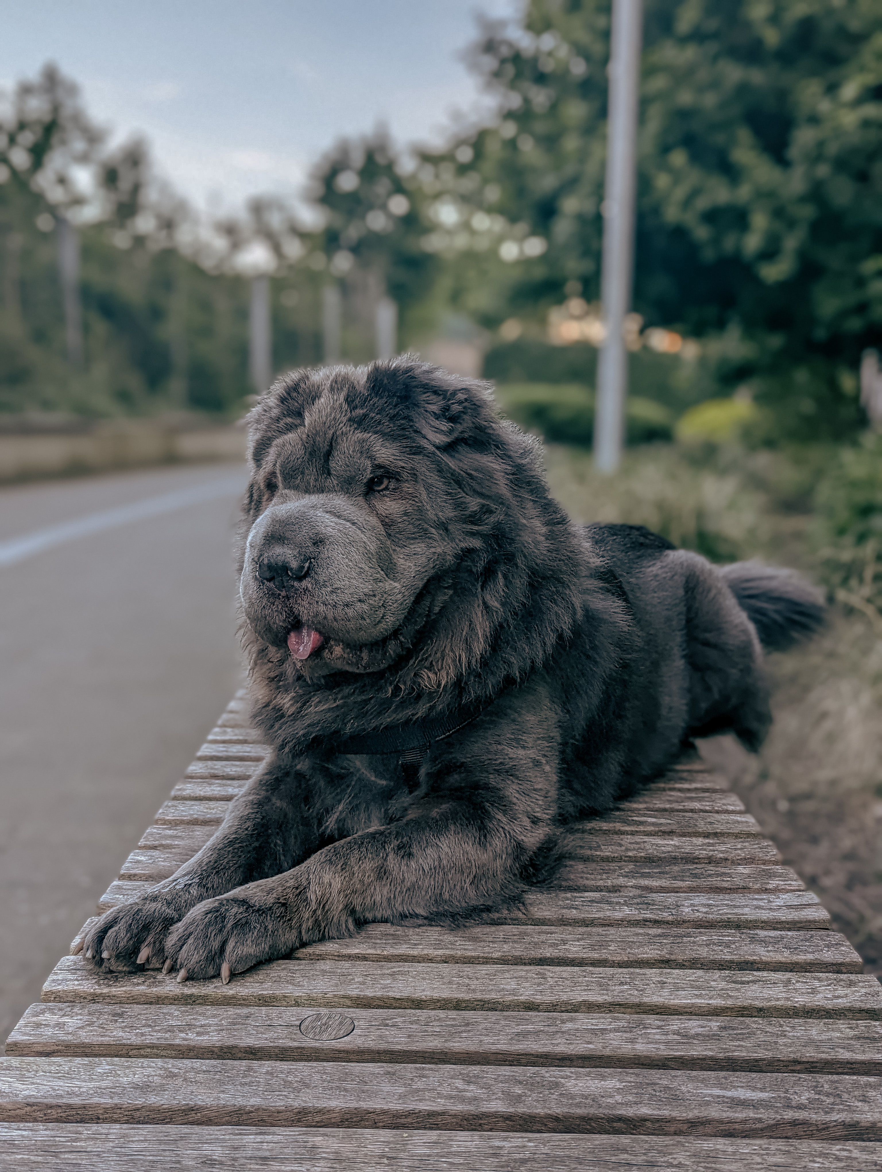 Walking a Shar Pei: what every owner needs to know