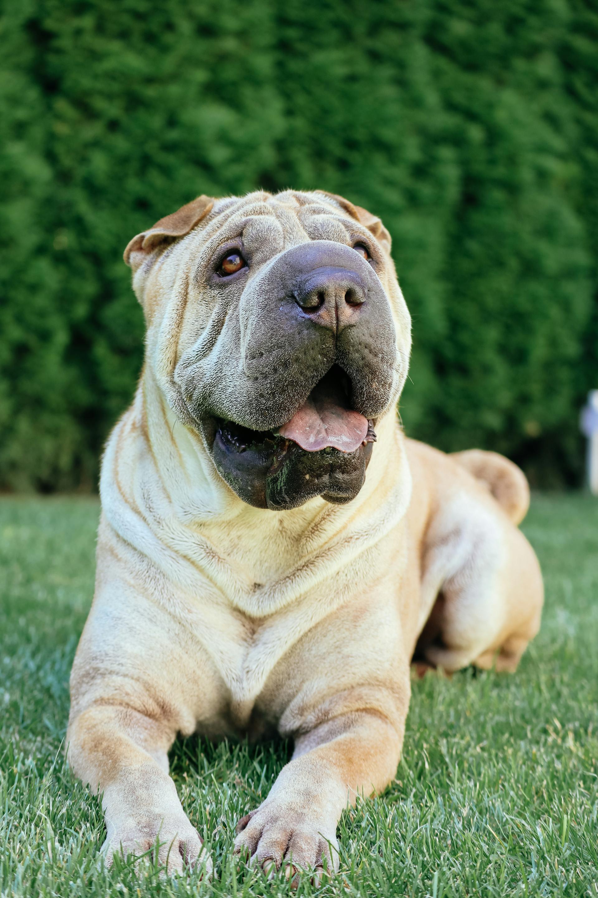 Shar Pei skin fold care after walks