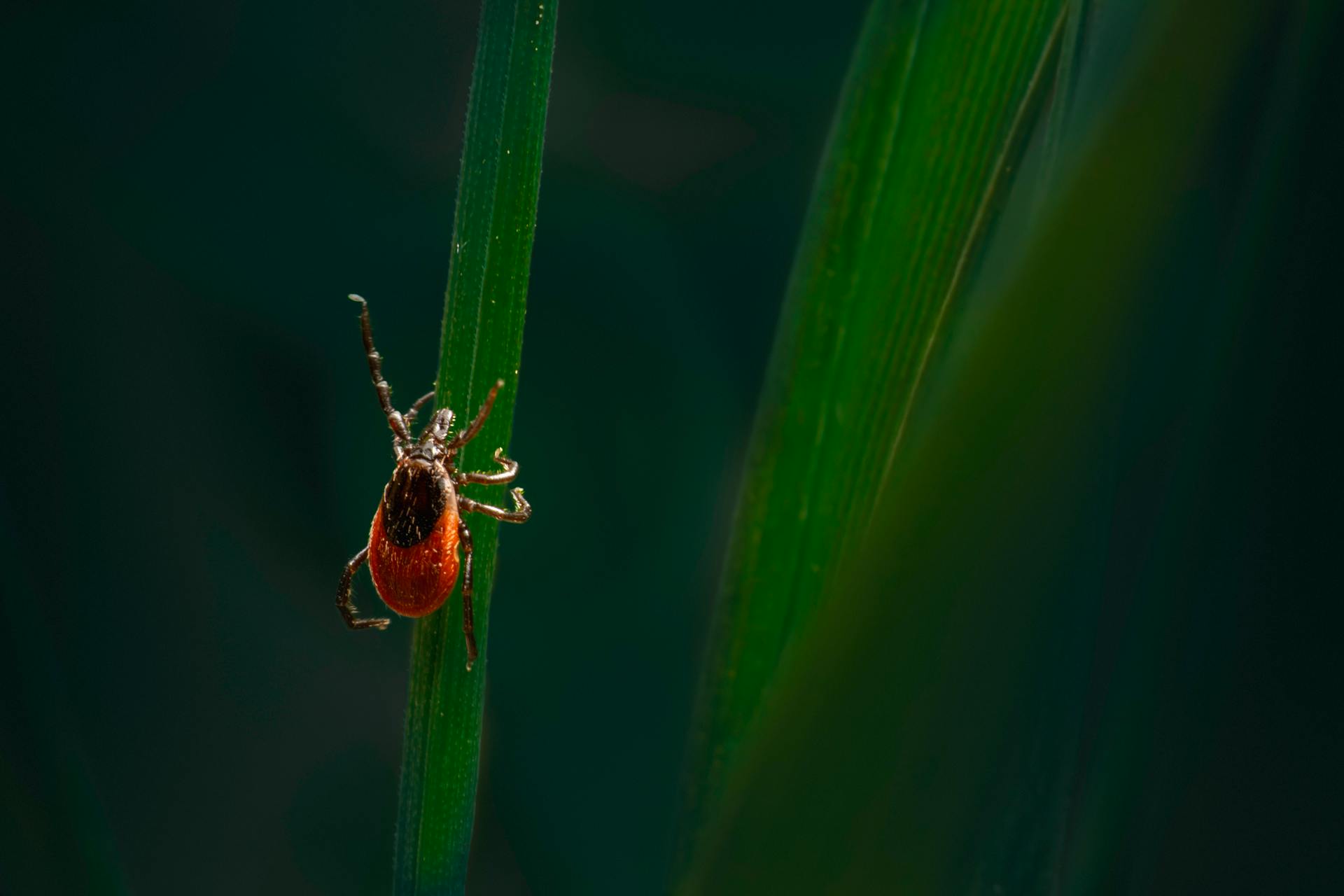 Ticks on dogs: what UK dog owners need to know