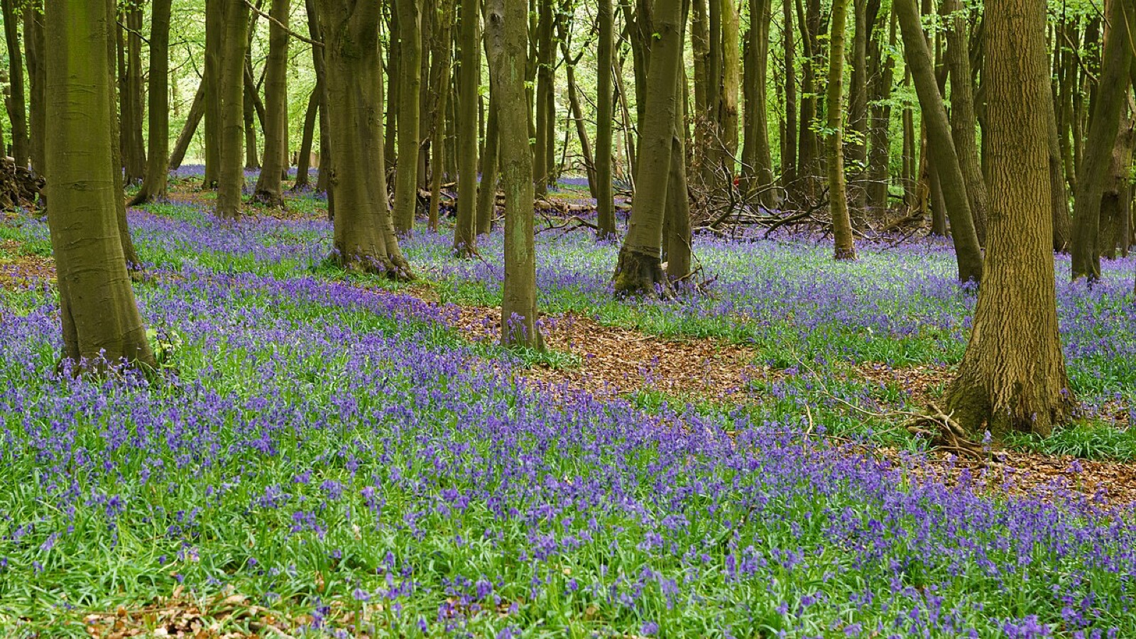 Ashridge Estate Bluebell Walk