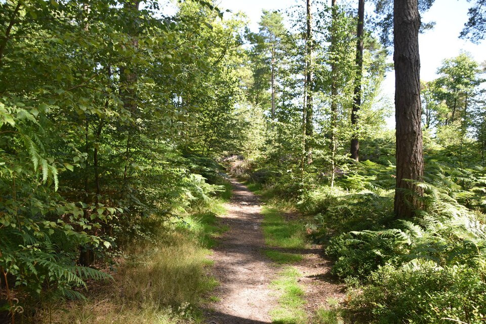 The Hurtwood Ridge Walk