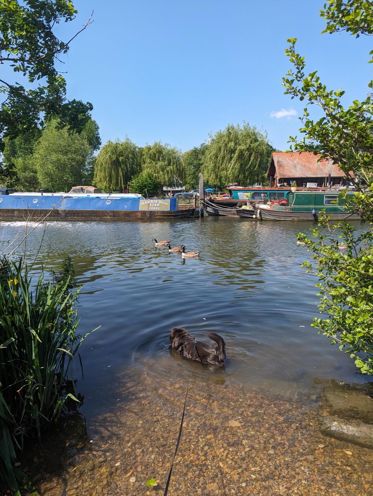Thames Path through Canbury Gardens