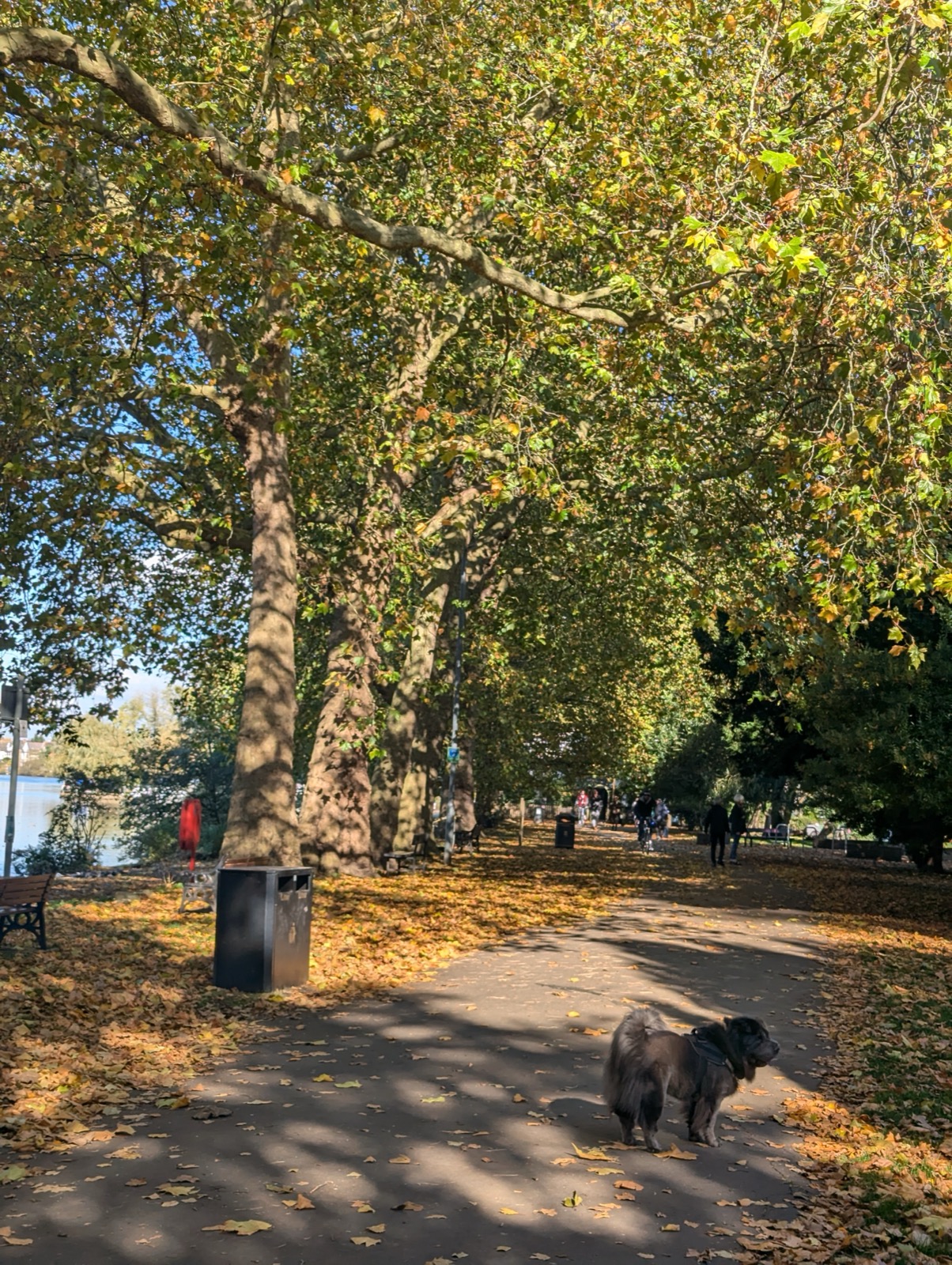 Luna in Canbury Gardens