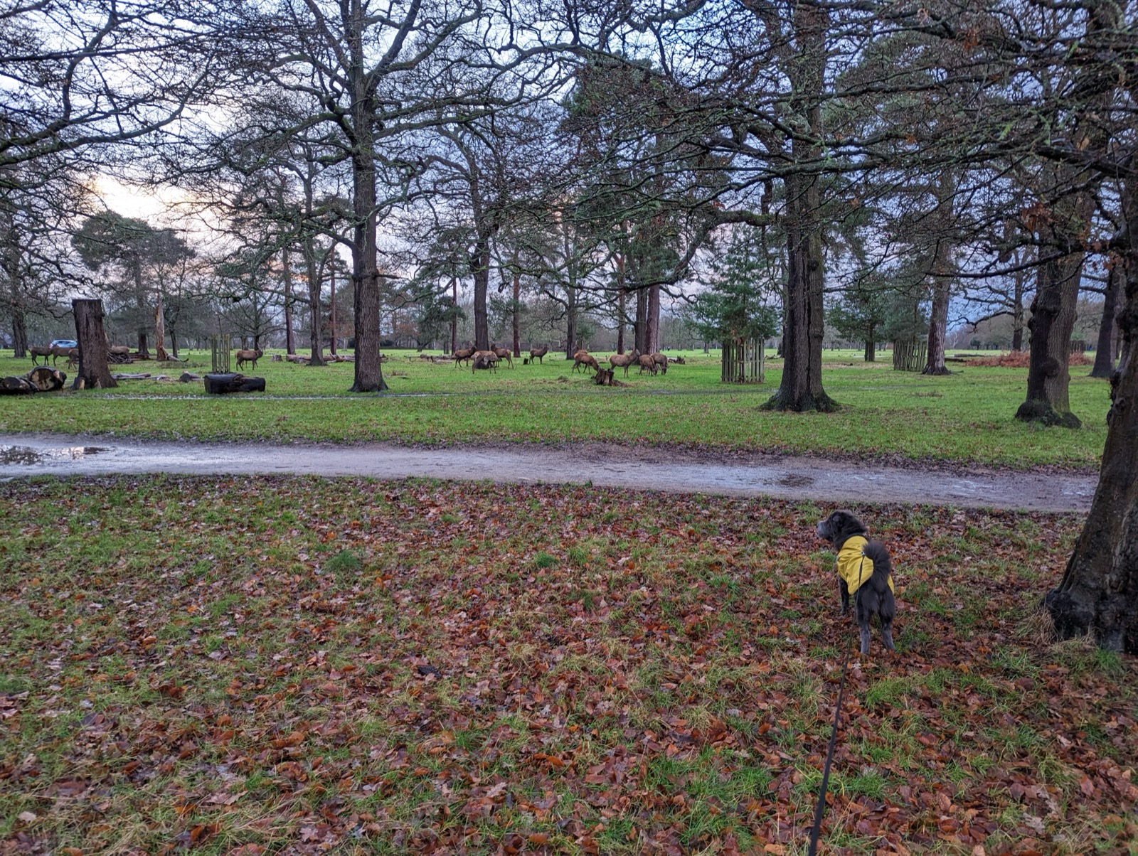 Richmond Park Dog Walk