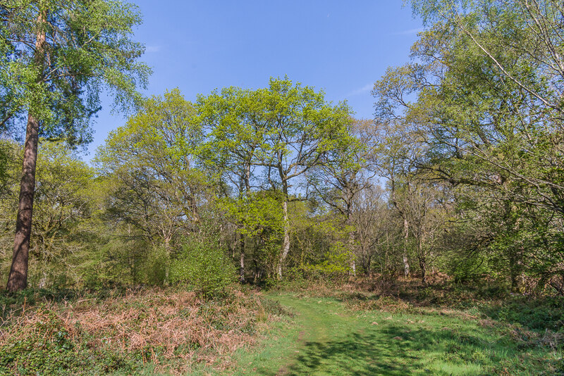 Shere Village and Abinger Roughs