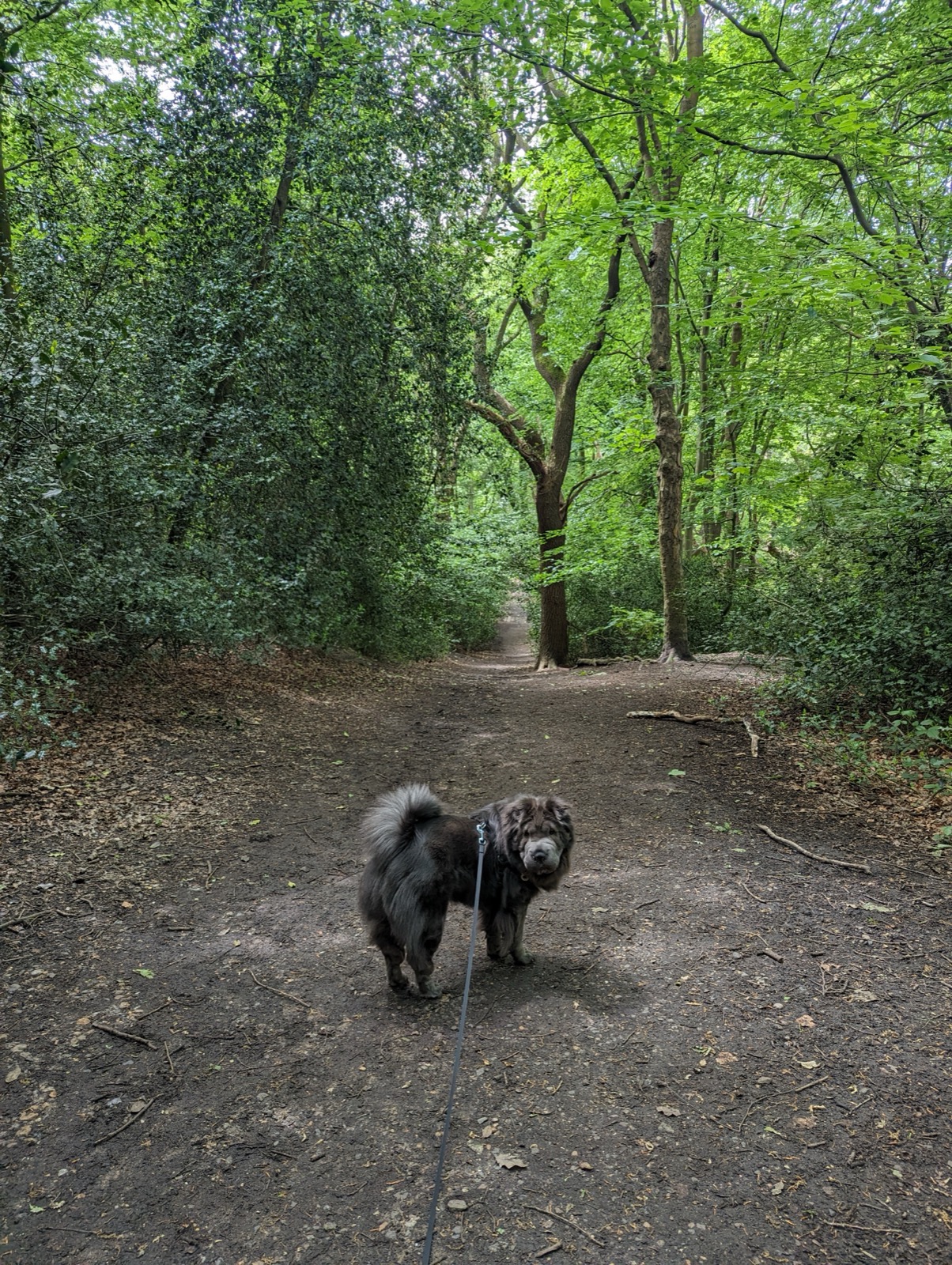 Wimbledon Common Loop